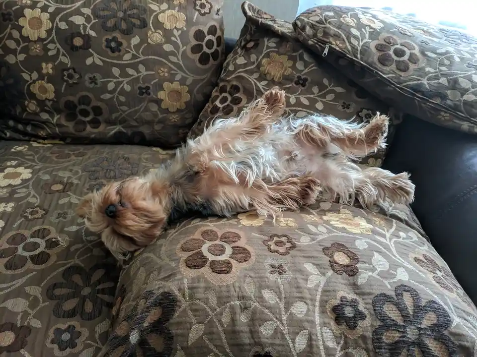 A small, fluffy Yorkshire Terrier dog is lying on its back on a brown floral-patterned couch, paws in the air, appearing…