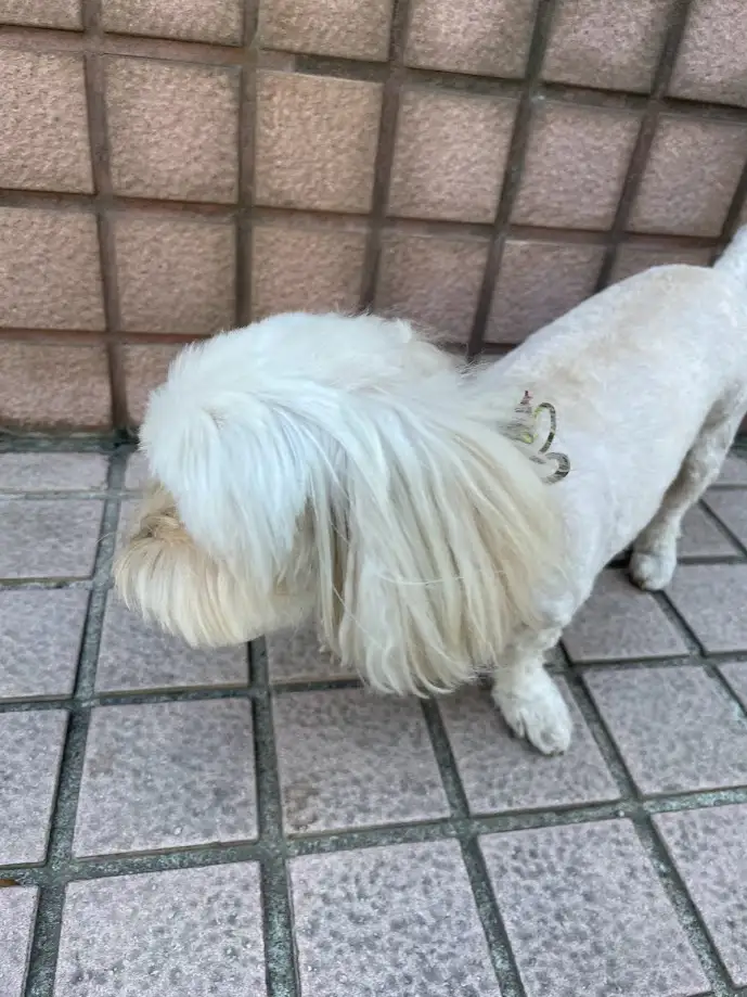 A small, fluffy white dog with long hair stands on tiled pavement, facing left, its head slightly bowed. The dog wears a…