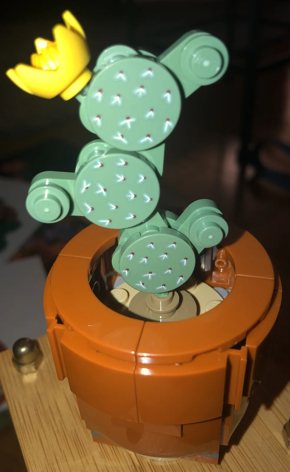 Check out this Eastern Prickly Pear!