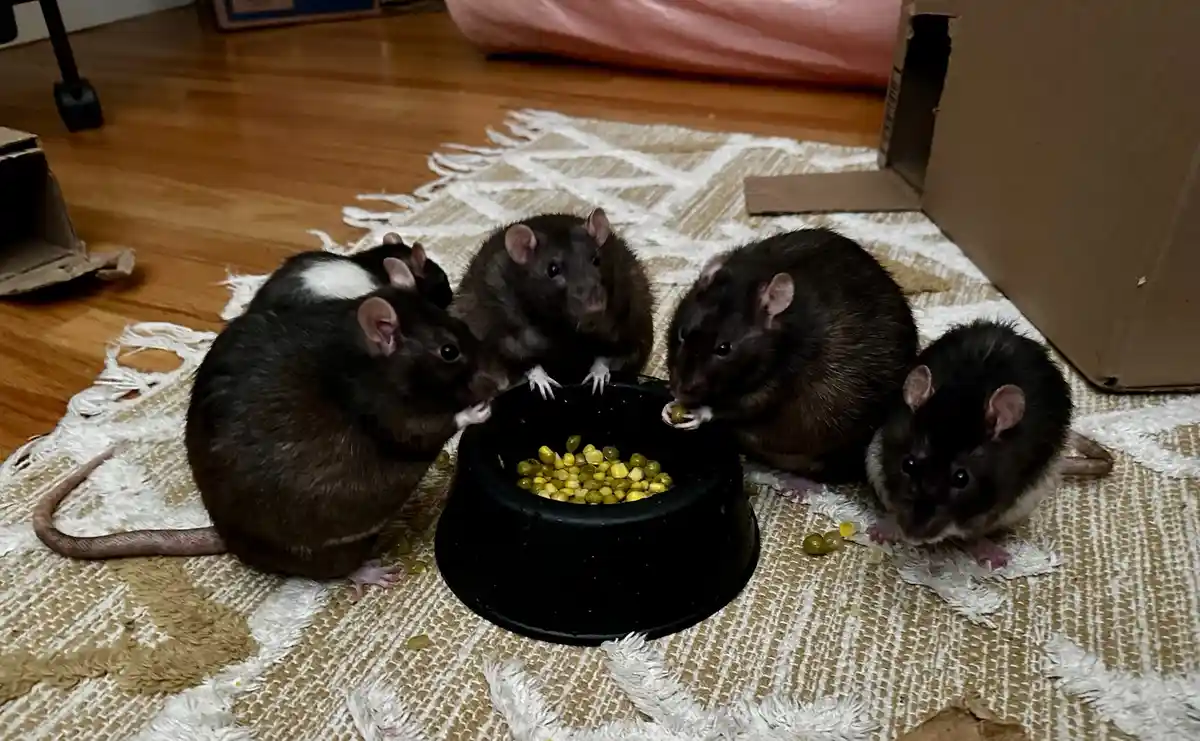 Five dark-furred rats are gathered around a black food bowl filled with yellow and green corn kernels, eating on a patterned…