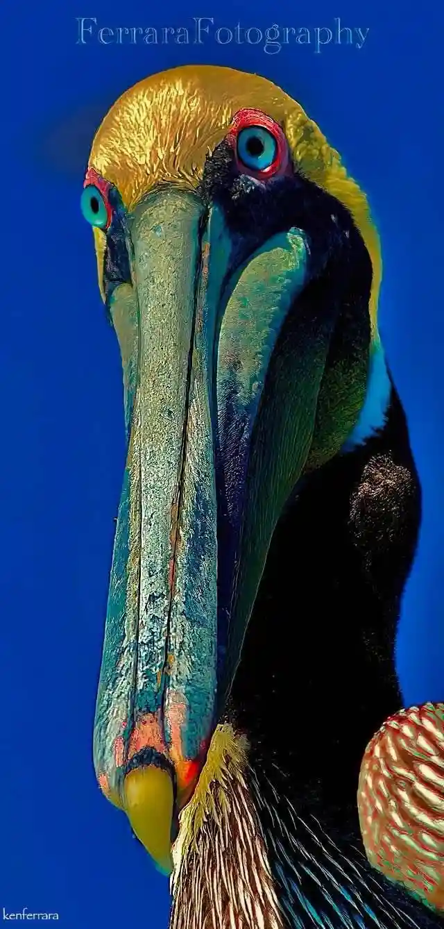 A close-up photograph of a colorful bird, likely a pelican, with a large, textured beak, bright blue eyes, and golden-yellow…