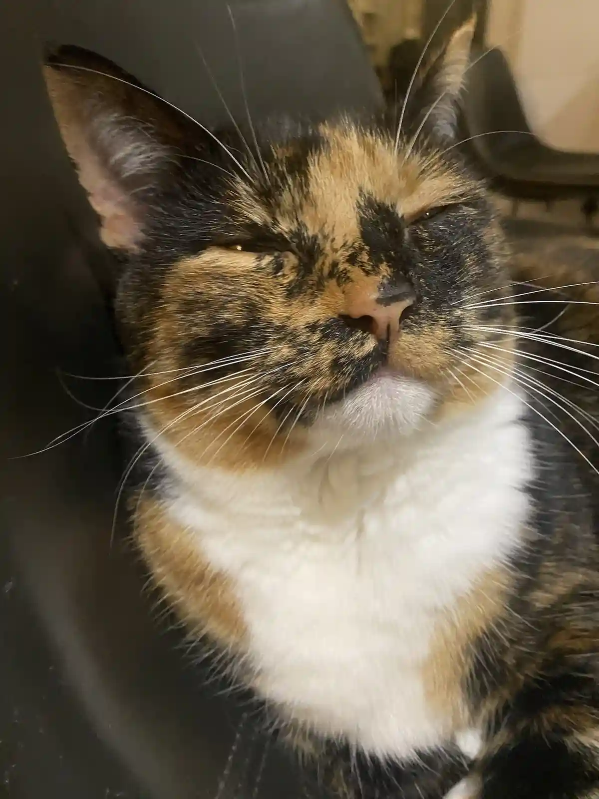A close-up photo of a calico cat with black, orange, and white fur, its eyes half-closed in a relaxed, sleepy expression…