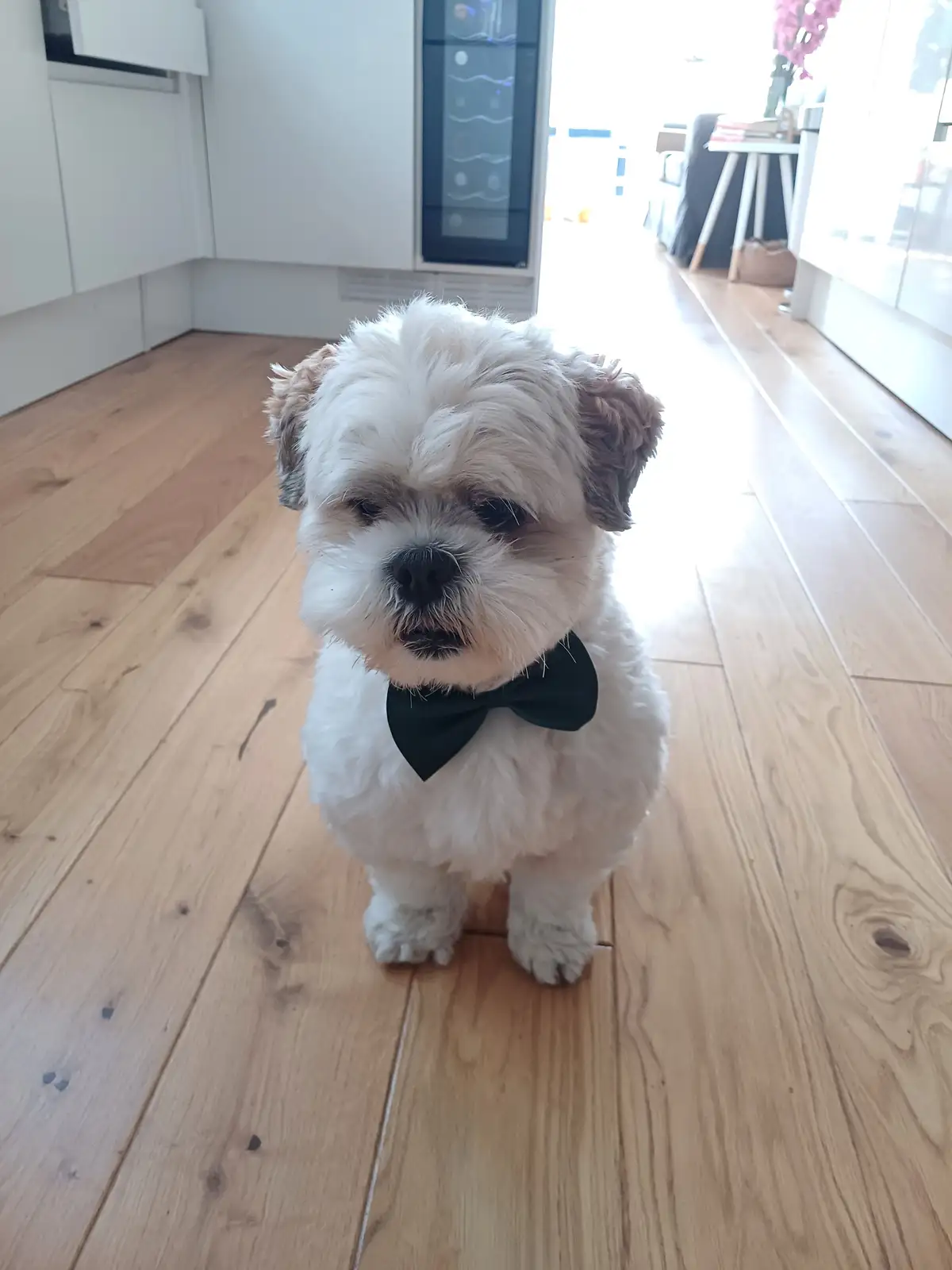 A small, fluffy white dog with brown ears and a black bow tie stands on a light wooden floor in a modern kitchen, looking…