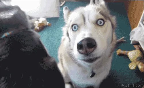 A split-screen image shows a husky with wide, startled eyes looking at the camera while a black dog behind it turns its…