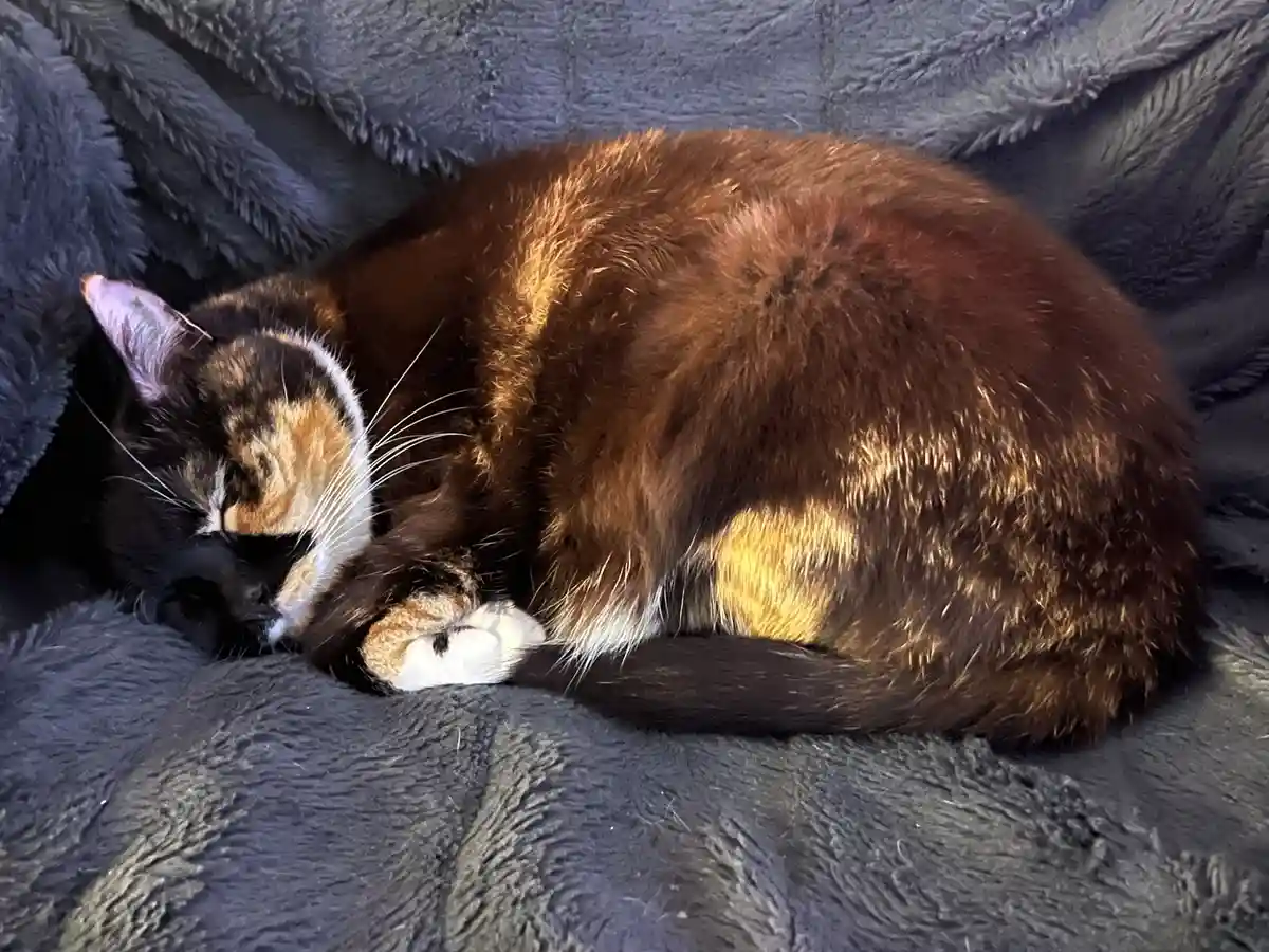 A calico cat with black, orange, and white fur is curled up and sleeping soundly on a dark gray, fluffy blanket. The cat's…
