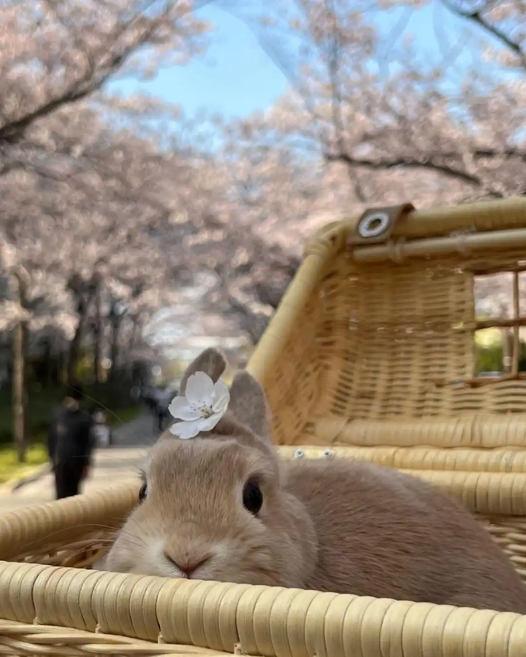 A light brown rabbit with a single white cherry blossom flower tucked behind its left ear is peeking out from a woven wicker…