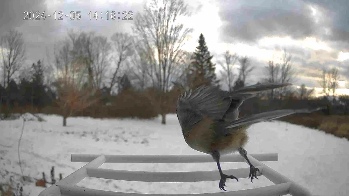 My Passion: Capturing Dramatic Bird Moments at the Feeder!