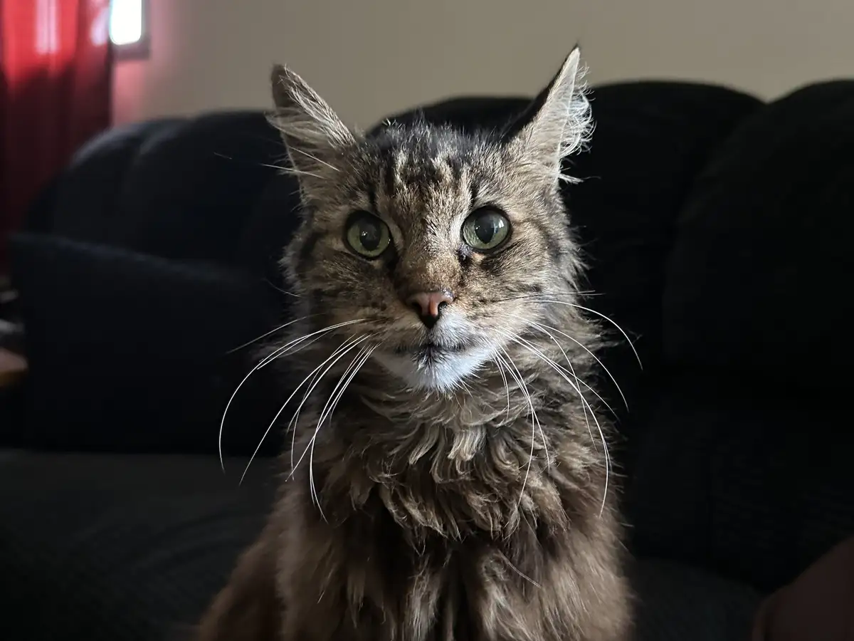 A close-up photo of a long-haired tabby cat with wide, startled green eyes and visibly wet, matted fur, sitting on a dark…