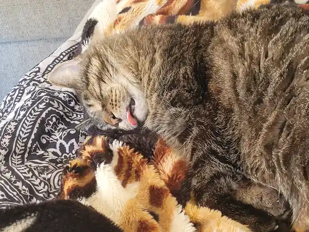 A tabby cat is sleeping soundly on a patterned blanket, its mouth open with its tongue sticking out, while curled up next to…