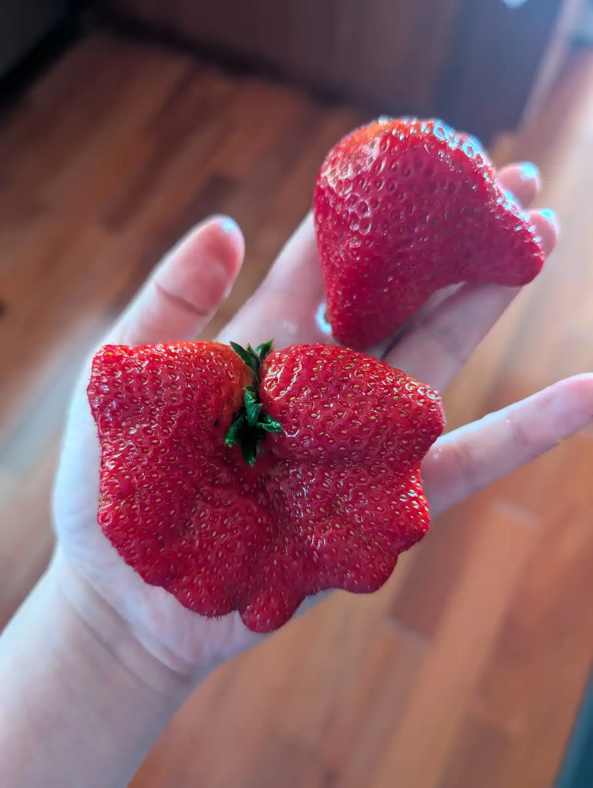 A hand holds two strawberries against a wooden floor background; one is a normal shape, the other is visibly split into two…