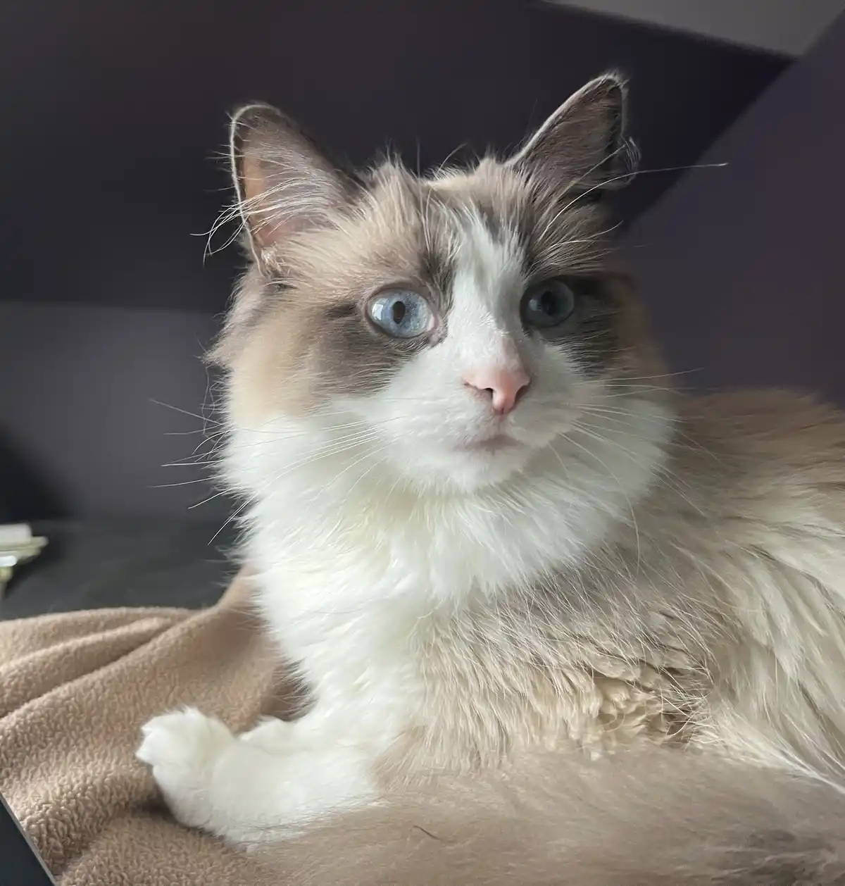 A fluffy, long-haired cat with striking blue eyes and a white face and chest is lying on a brown blanket, looking directly…