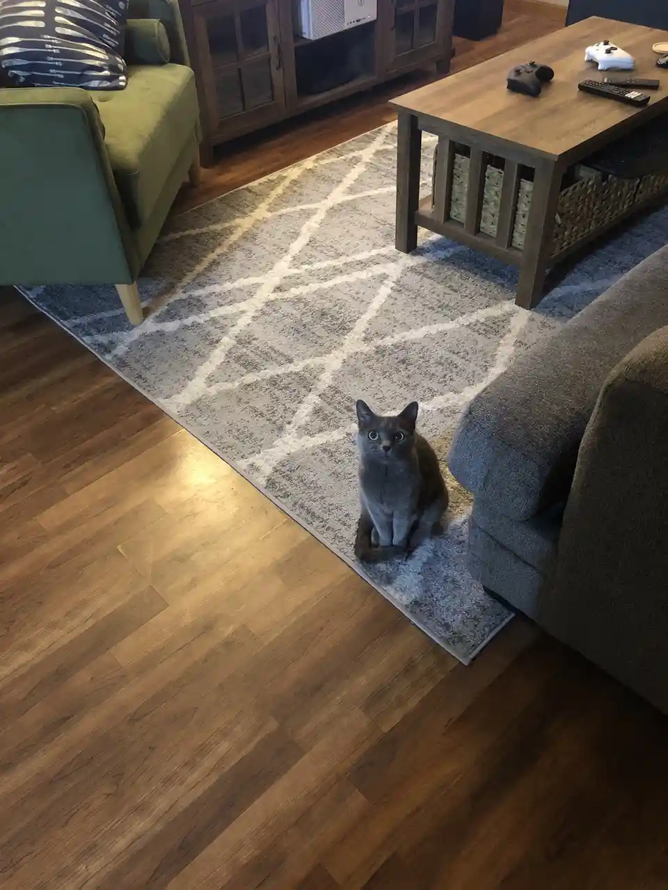A gray cat sits upright on a patterned rug in a living room, looking directly at the camera with wide eyes. Surrounding…