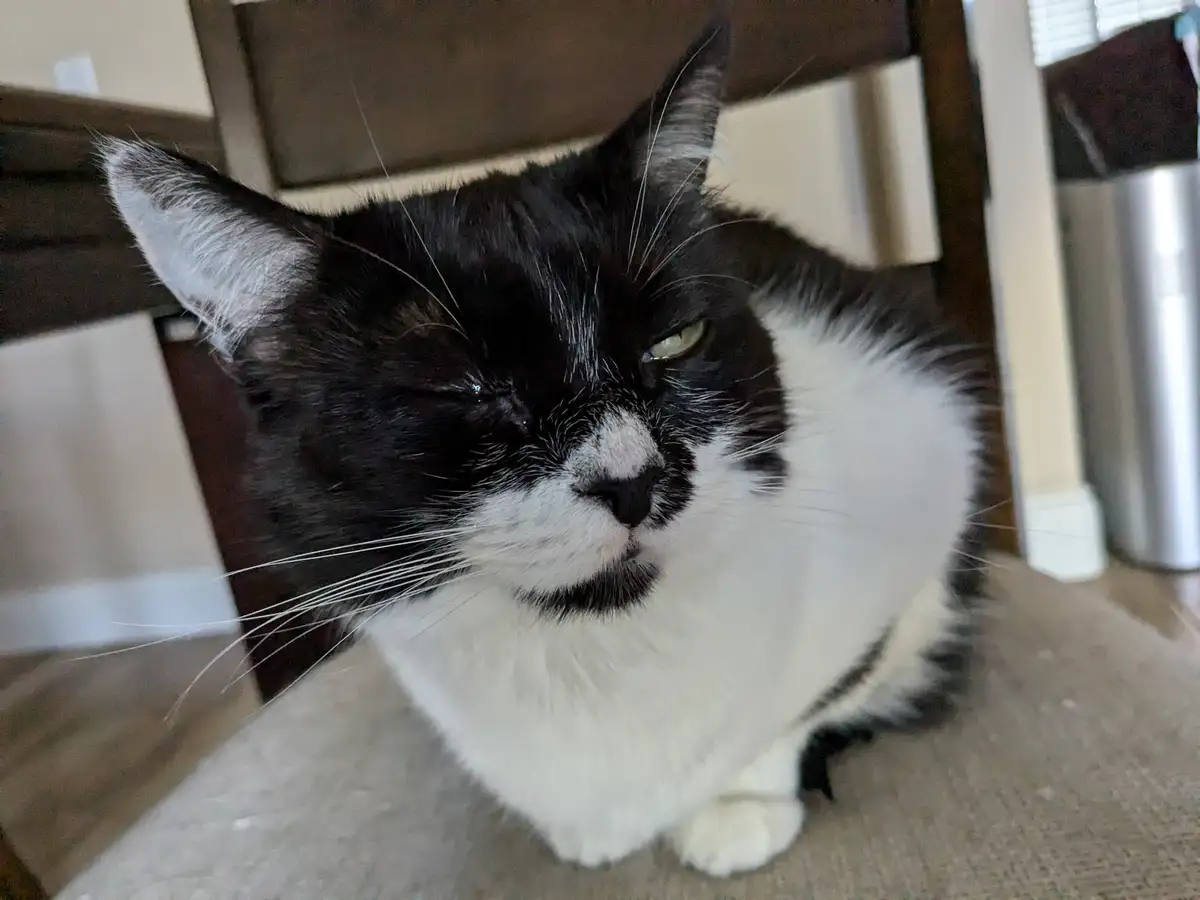 A black and white cat with one eye closed and a grumpy expression sits on a carpeted floor, looking annoyed. The overlaid…