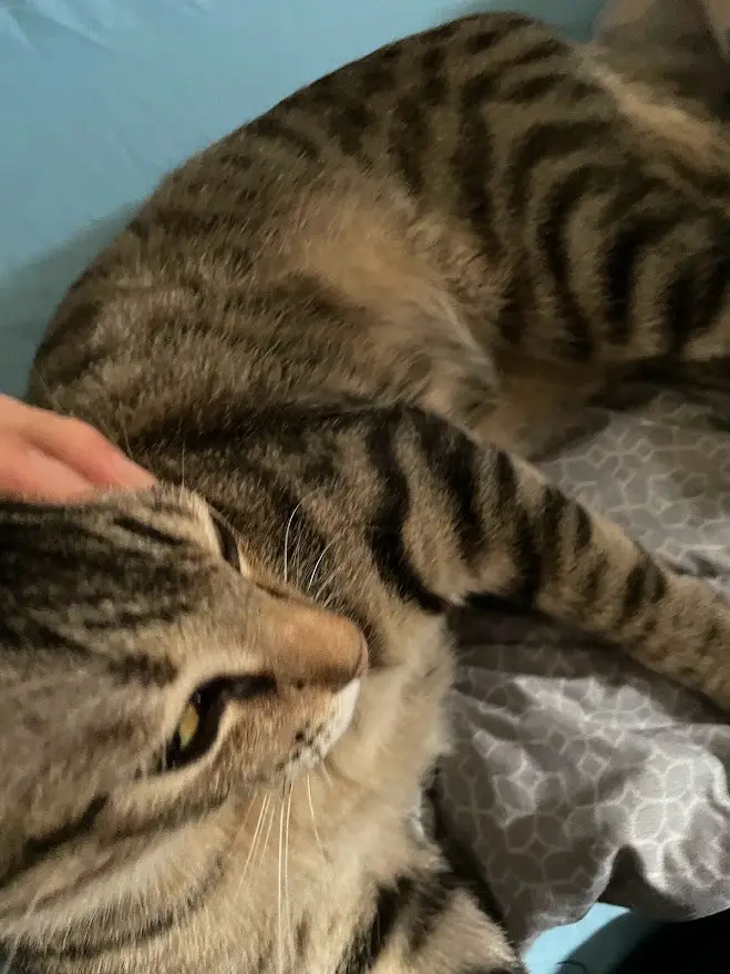 A tabby cat with dark stripes lies curled on a patterned blanket, eyes half-closed in contentment as a human hand gently…