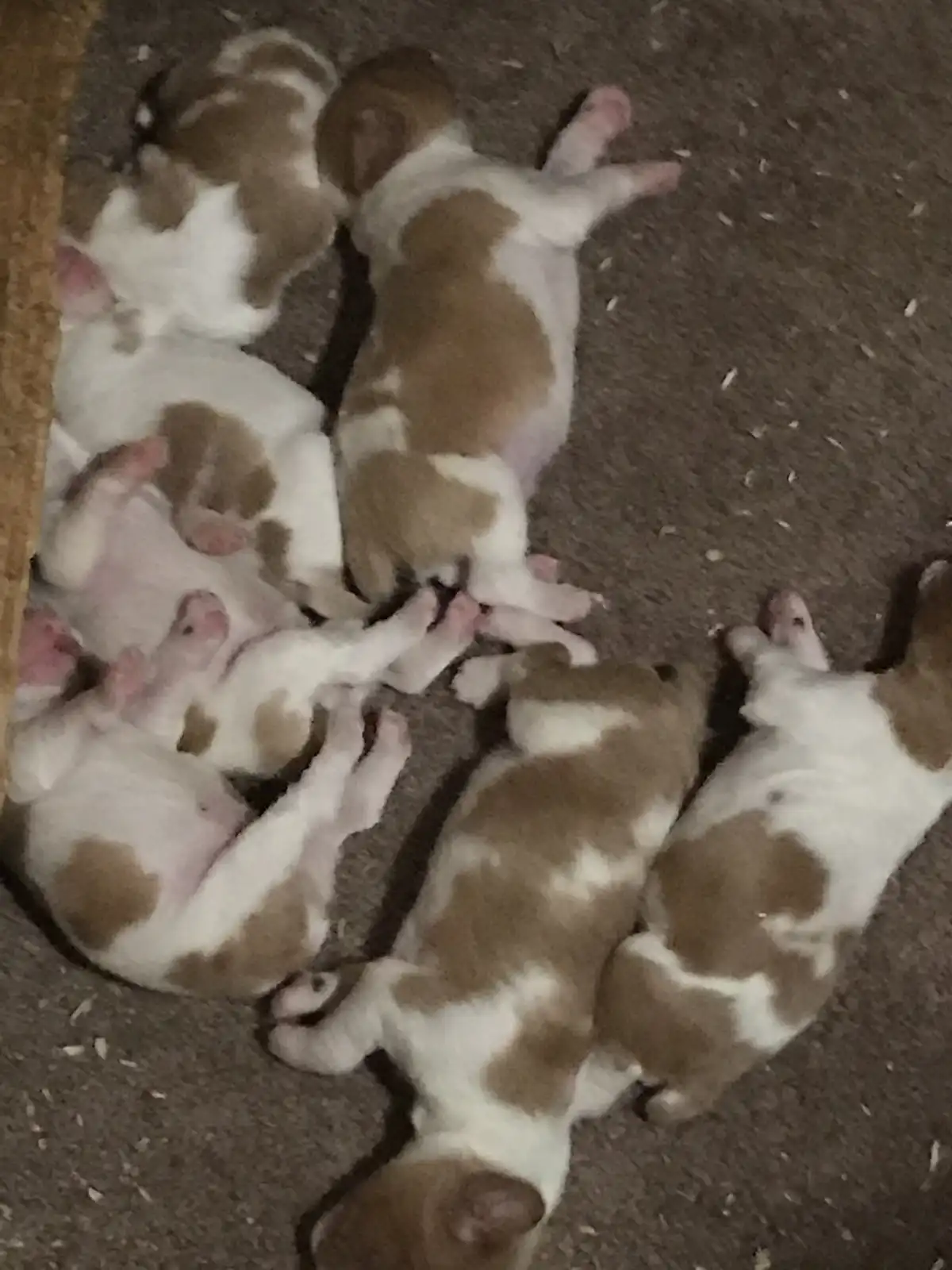 A top-down photo shows several newborn brown and white puppies sleeping on their backs on a carpeted floor, their tiny pink…