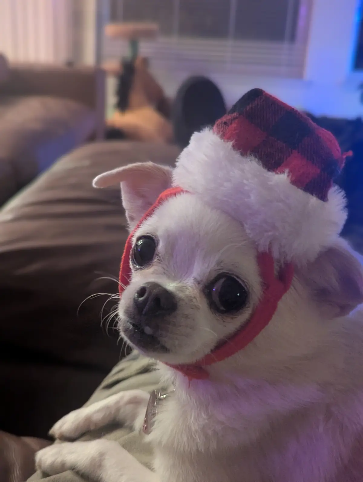 A small white chihuahua with large, expressive eyes wears a red-and-black plaid Santa hat with a white fluffy trim. The dog…