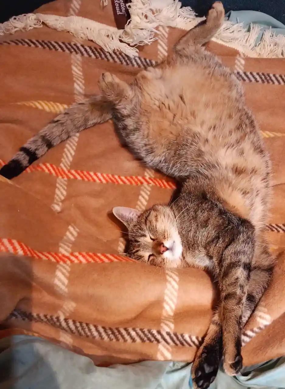A tabby cat is sleeping on its back on a brown plaid blanket with white and orange stripes, exposing its belly and…