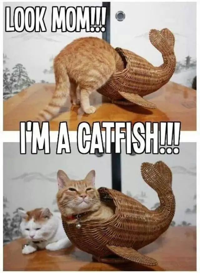 A two-panel image shows an orange tabby cat emerging from a wicker whale-shaped basket on a wooden table. In the top panel…