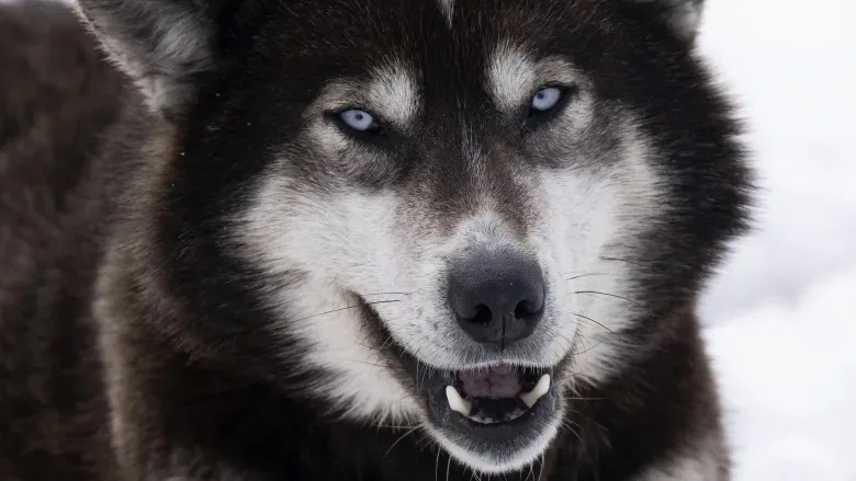 A close-up photo of a husky with striking blue eyes and dark fur, looking intensely at the camera with its mouth slightly…