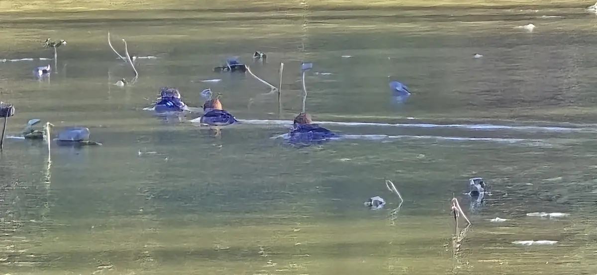 Several ducks are swimming in murky water with submerged branches and debris. The overlaid text reads 'they're not ducks…