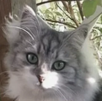A close-up photo of a fluffy, long-haired gray and white cat with large green eyes looking directly at the camera. The cat's…
