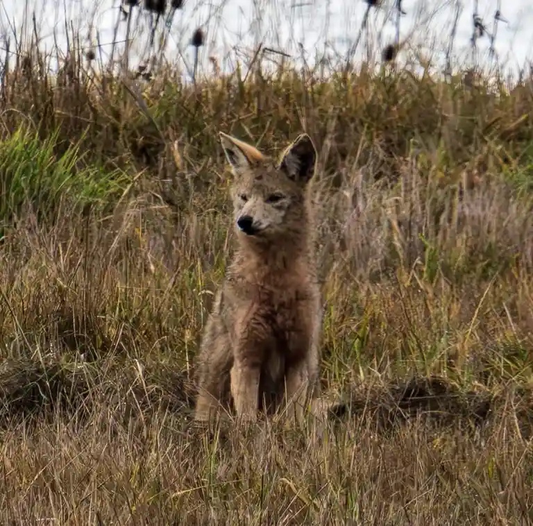 Wild Coyote on the Move