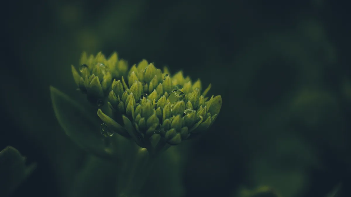A close-up photograph of a green, unopened flower bud with water droplets on its petals, set against a dark, blurred…