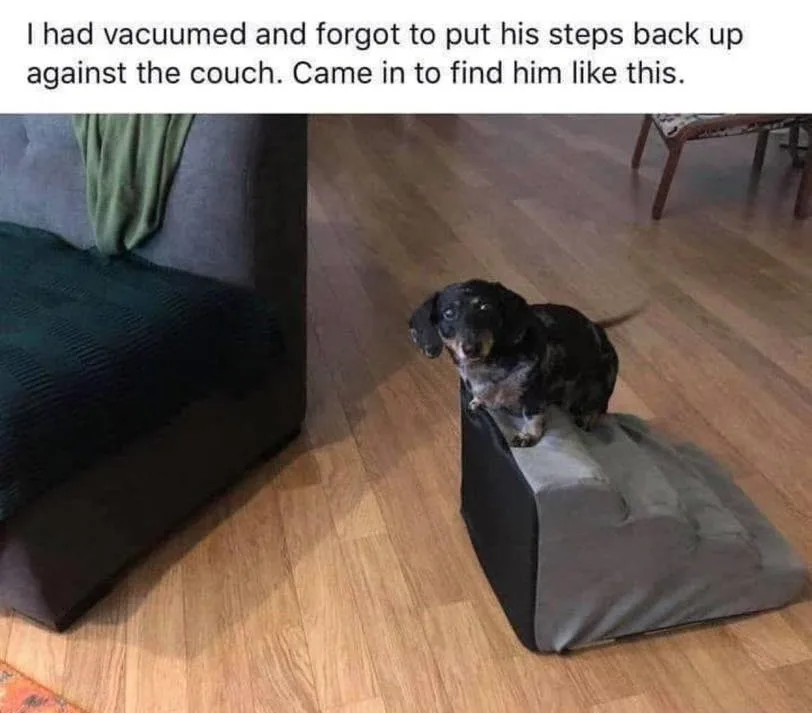 A black and tan dachshund stands on a grey, fabric-covered pet step stool on a hardwood floor, looking up with a slightly…