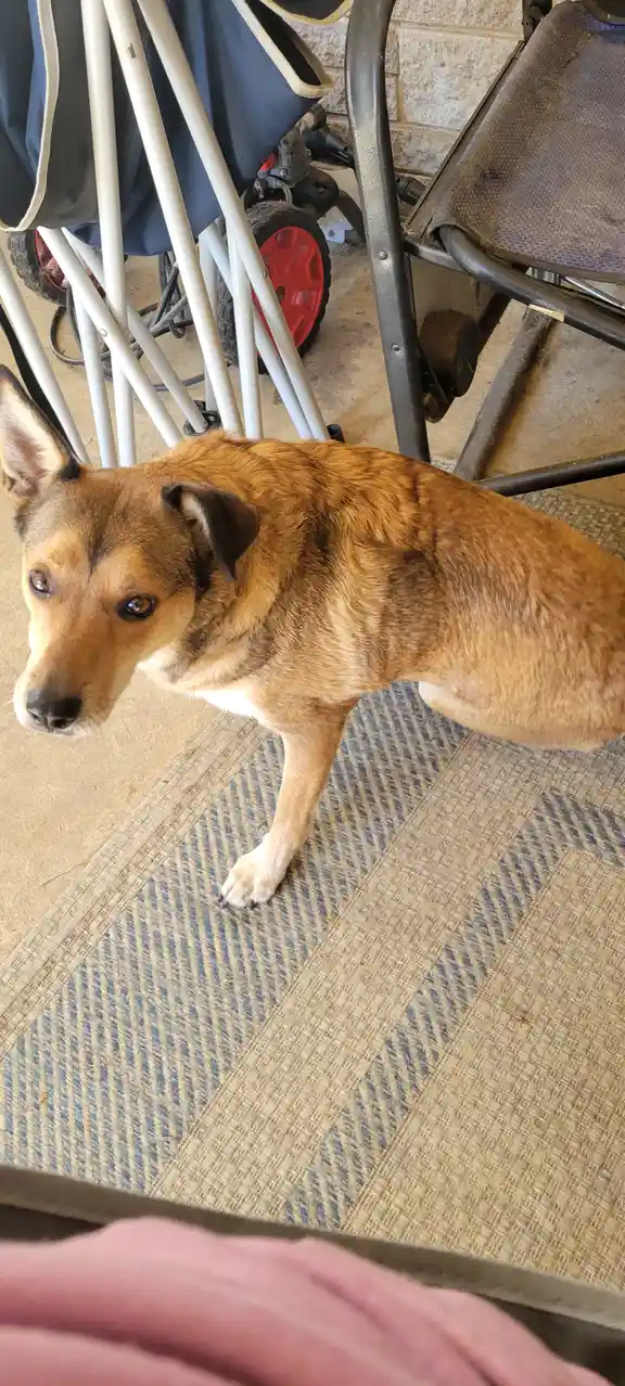 A medium-sized brown and tan dog with one ear perked and one floppy, standing on a woven rug indoors, looking up at the…