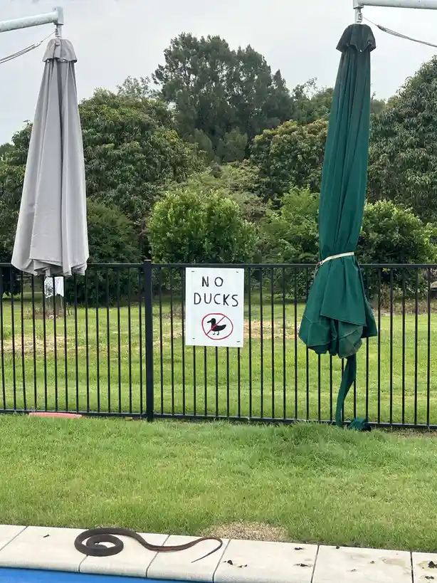 A white sign on a black metal fence reads 'NO DUCKS' with a red circle and slash over a duck silhouette. In the foreground…