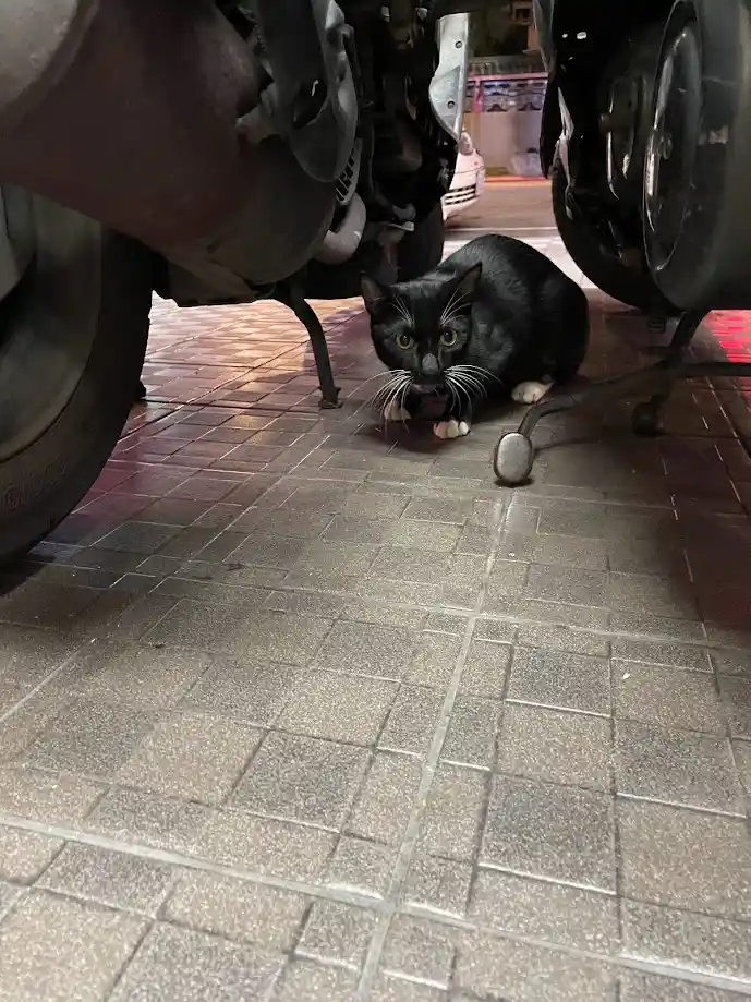 Yet another cat appearance