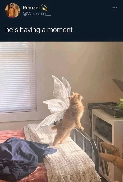 A ginger cat wearing white fairy wings stands on its hind legs on a bed, looking upward with an intense expression. A…