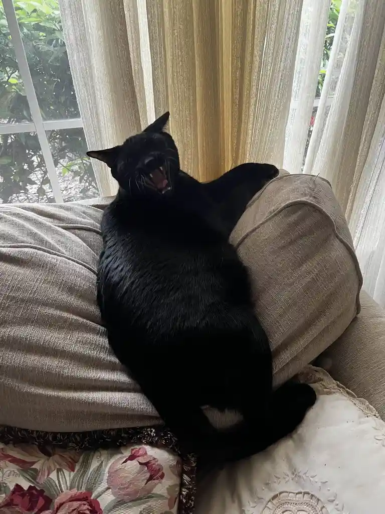 A black cat is lounging on a beige couch near a window with sheer curtains, yawning widely with its mouth open, revealing…