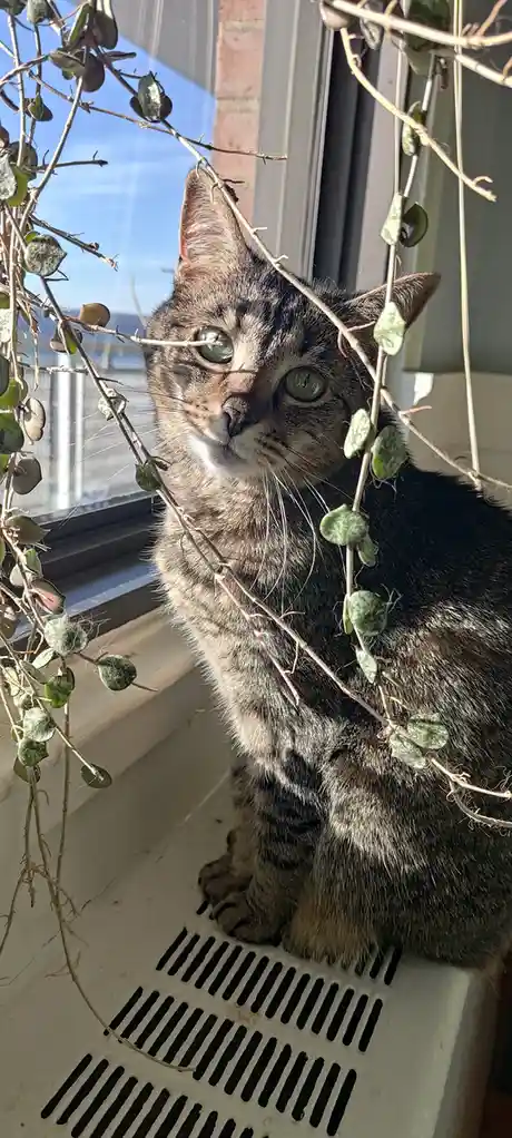 A tabby cat with green eyes sits on a white vent near a window, partially obscured by trailing green vines with small, round…