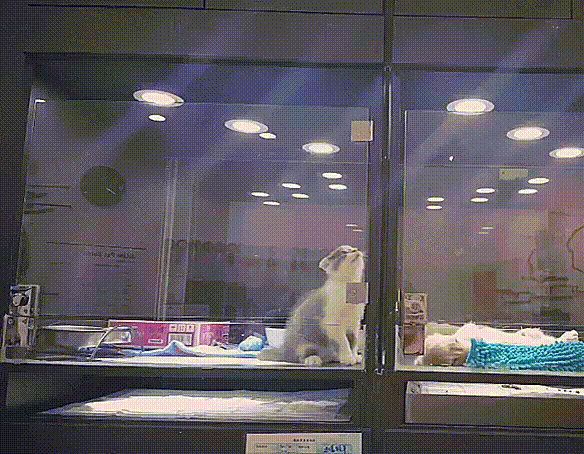 a sequence of six panels shows a cat in a glass enclosure climbing up the glass wall to reach a dog in an adjacent…