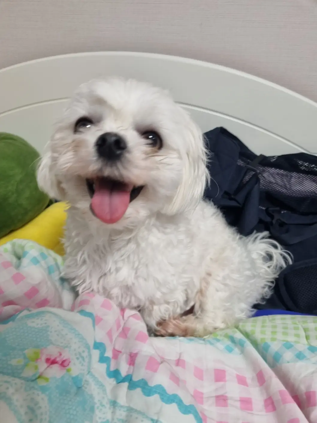 A small, fluffy white dog with its mouth open and tongue out sits on a colorful quilted blanket on a bed, looking up with…