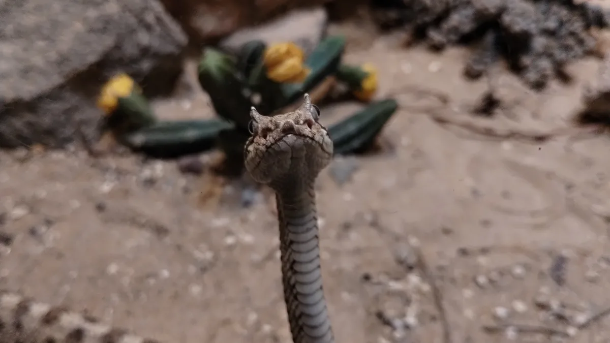 Sssssssneaky snake!