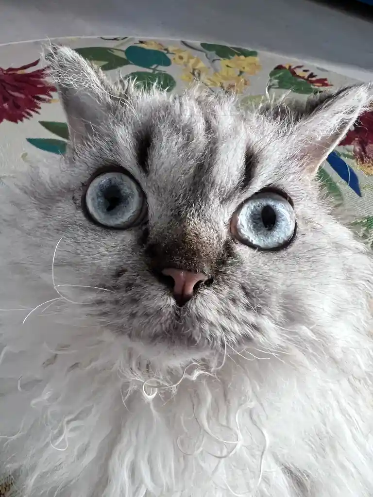 Just Take a Look at Me!