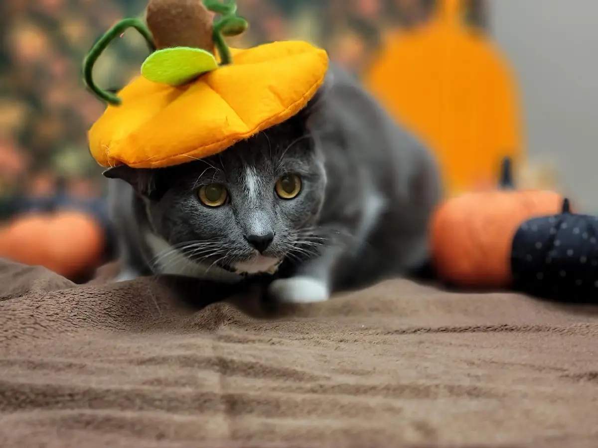 A gray cat with white markings and yellow eyes is crouching low on a brown textured surface, wearing a small orange felt…