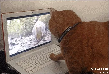 A ginger cat sits on a bed watching a white animal, likely a bear, on a laptop screen. The cat starts calm, then slowly…