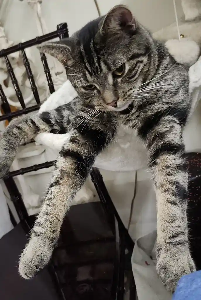 A gray tabby cat with black stripes is lounging on a black metal chair, looking down with a bored expression. Its front paws…