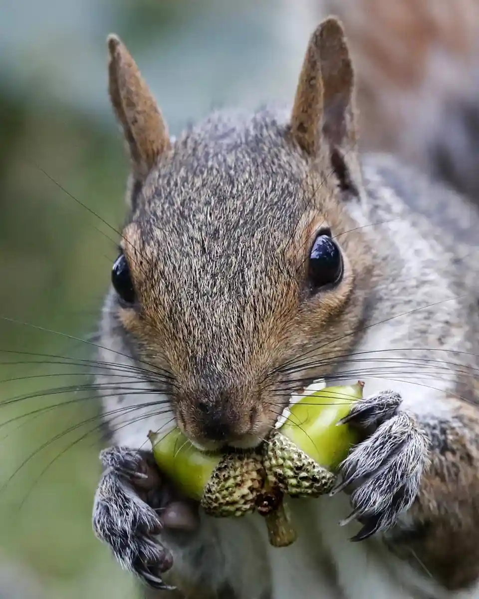 A close-up photo of a gray squirrel with large dark eyes and prominent whiskers, holding a green acorn in its paws and…