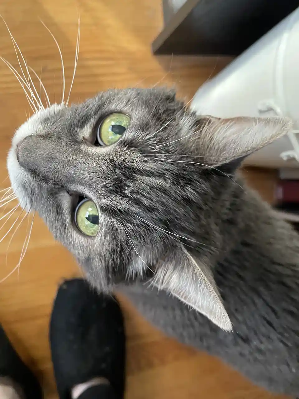 A close-up photo of a gray cat with striking green eyes looking upward, its face angled toward the camera. The cat has white…