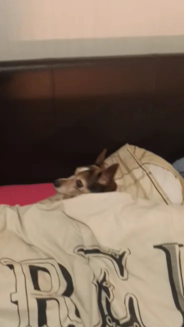 A small brown and white dog is shown in three panels, progressively lowering its head deeper into a beige duvet with black…