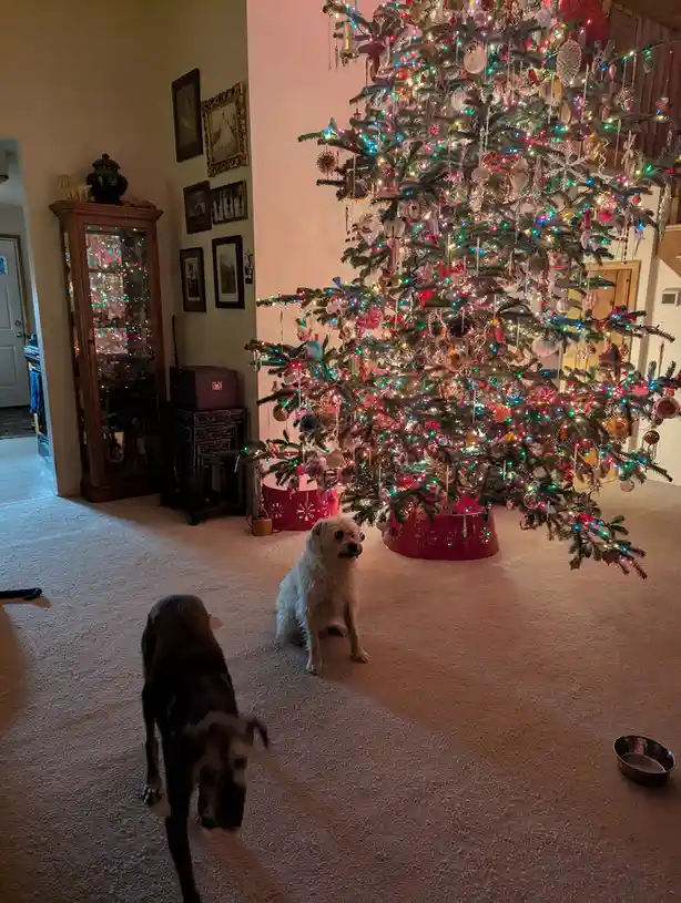 A photo shows two dogs in a living room with a very large, heavily decorated Christmas tree covered in colorful lights and…