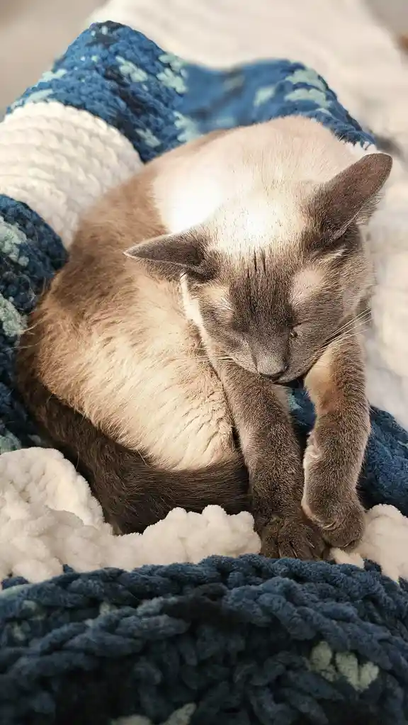 A fluffy, light brown and grey cat is curled up sleeping on a blue and white textured blanket, with its paws tucked under…