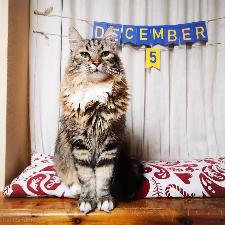 A fluffy tabby cat with green eyes sits upright on a wooden surface, looking directly at the camera with a serious…