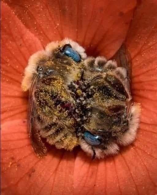 Two fuzzy bees, covered in pollen and with striking blue eyes, are stuck together inside a bright orange flower petal. Their…