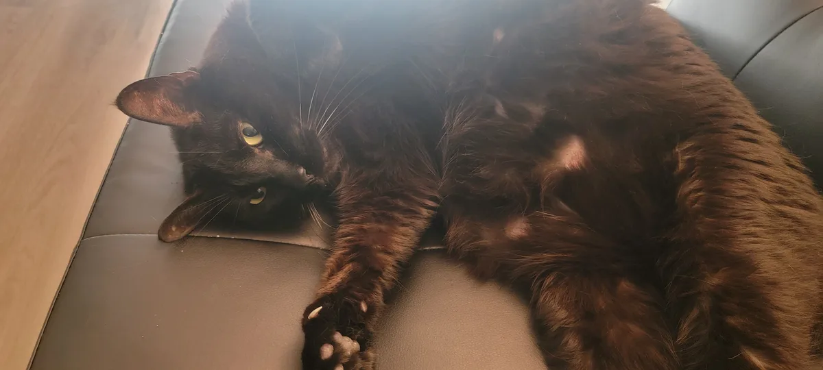 A fluffy black cat with yellow eyes is lounging on a dark leather couch, looking relaxed and slightly sleepy. The cat's body…
