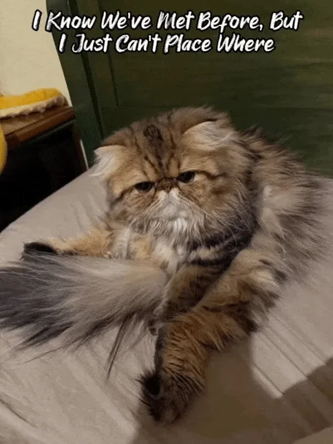 A fluffy, long-haired Persian cat with a grumpy expression lies sprawled on a bed, looking directly at the camera. The text…